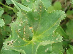 Trachyspora intrusa