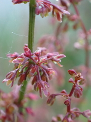 Rumex sanguineus