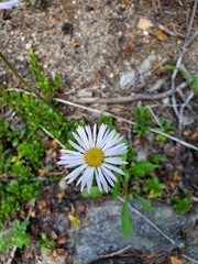 Erigeron formosissimus