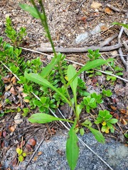 Erigeron formosissimus