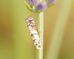 Blastesthia tessulatana