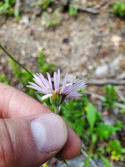 Erigeron formosissimus
