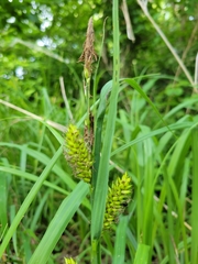 Carex hyalinolepis