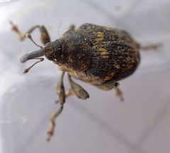 Mogulones abbreviatulus