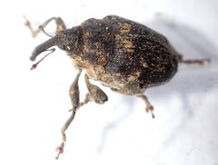 Mogulones abbreviatulus