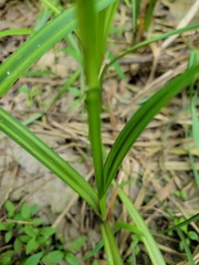 Carex hyalinolepis