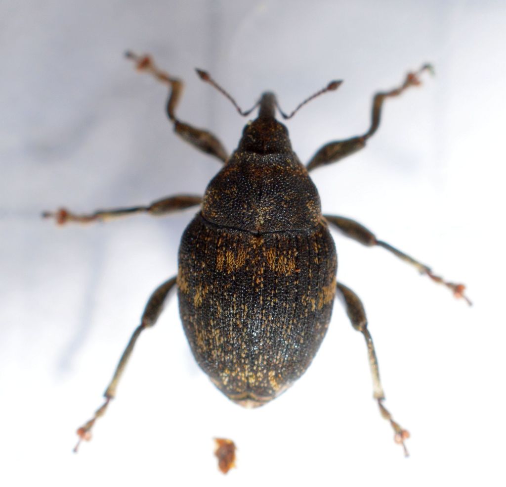Mogulones abbreviatulus