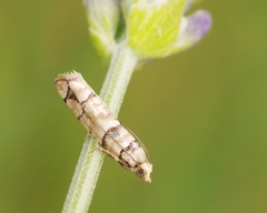 Blastesthia tessulatana
