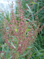 Rumex sanguineus
