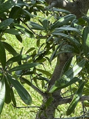 Quercus virginiana × geminata