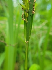 Carex hyalinolepis