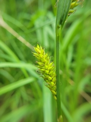 Carex hyalinolepis