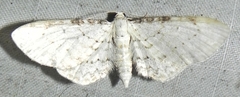 Eupithecia cretaceata