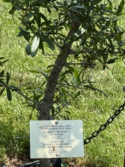 Quercus virginiana × geminata