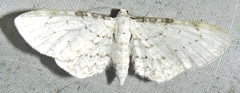 Eupithecia cretaceata