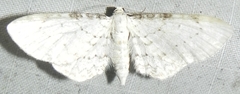 Eupithecia cretaceata