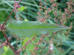 Rumex sanguineus