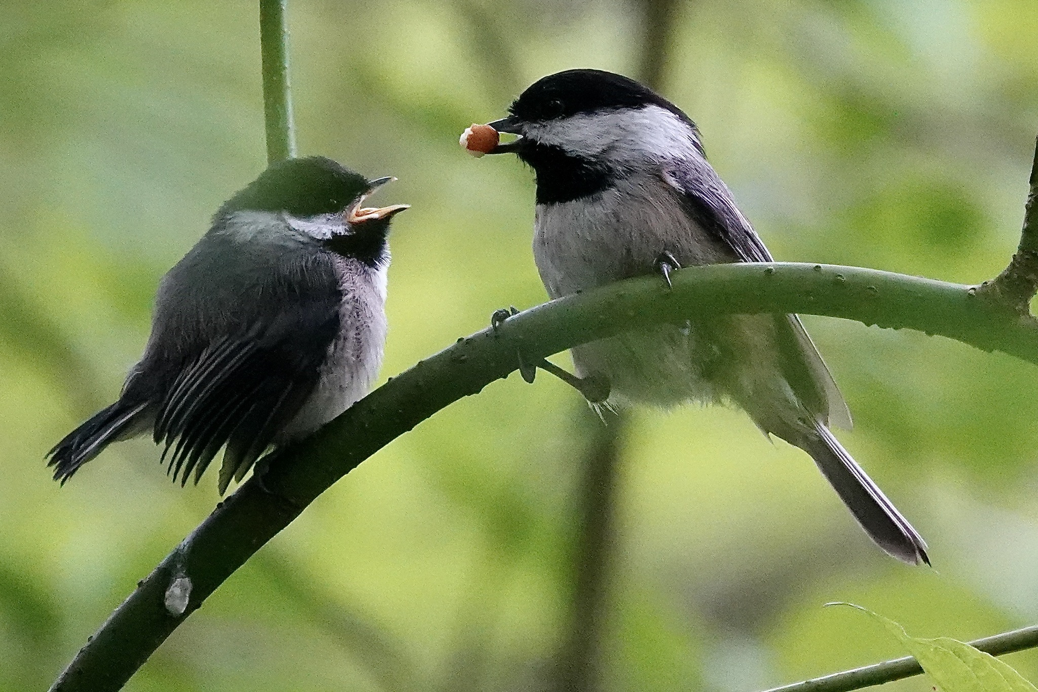 Black-capped Chickadee