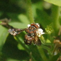 Epanthidium