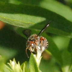 Epanthidium
