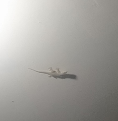 Hemidactylus platyurus