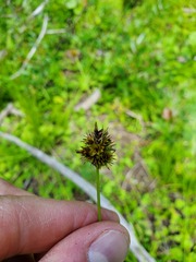 Carex microptera