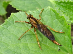 Asilus sericeus