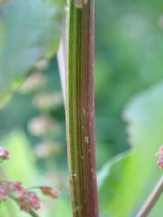 Rumex sanguineus