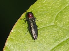 Agrilus pratensis