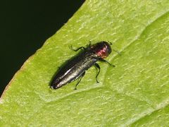 Agrilus pratensis