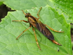 Asilus sericeus