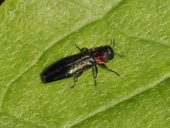 Agrilus pratensis