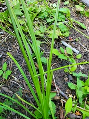 Carex microptera