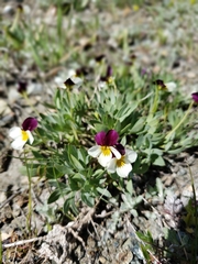 Viola hallii