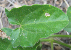 Thunbergia neglecta