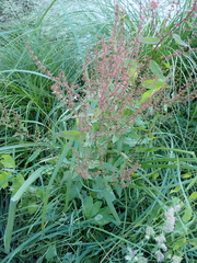 Rumex sanguineus