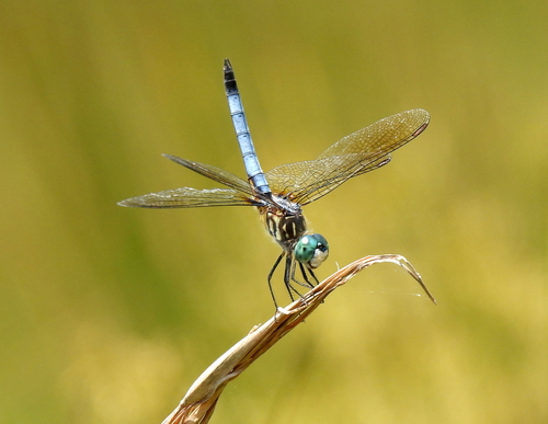 Blue Dasher, photo 6 of 9