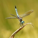 Blue Dasher - Photo (c) Mel Kelley, some rights reserved (CC BY-NC), uploaded by Mel Kelley