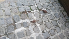 Passer domesticus