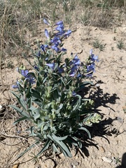 Penstemon angustifolius caudatus