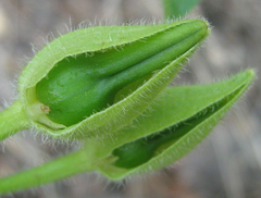 Thunbergia neglecta