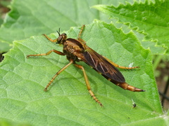 Asilus sericeus