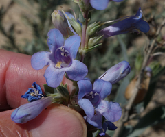Penstemon angustifolius caudatus