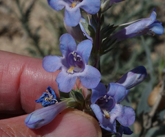 Penstemon angustifolius caudatus