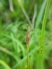 Carex hyalinolepis