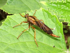 Asilus sericeus