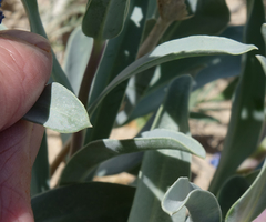 Penstemon angustifolius caudatus