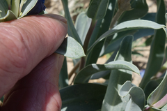 Penstemon angustifolius caudatus
