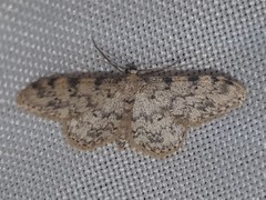 Idaea contiguaria