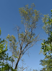 Hakea arborescens